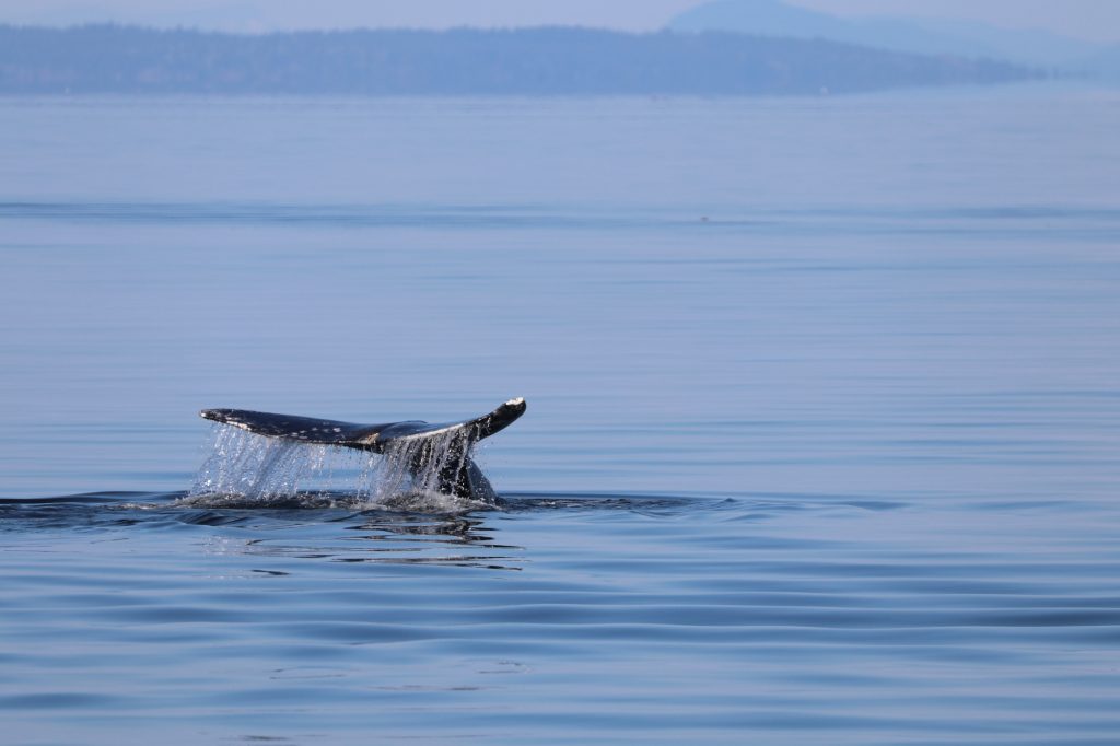 Island Adventures Whale Watching