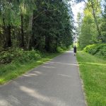 Snohomish County Centennial Trail SalmonberryBushes