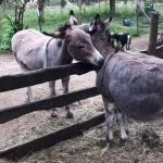 The Outback Kangaroo Farm Arlington Donkeys