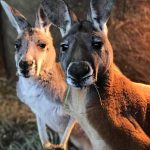 The Outback Kangaroo Farm Arlington Kangaroos