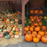 Snohomish County pumpkin patches Carleton Farms Lake Stevens