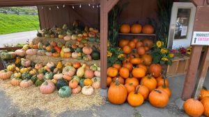 Snohomish County pumpkin patches