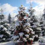 Hemstrom Valley Tree Farm Snohomish County Christmas tree farms