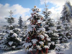 Snohomish County Christmas tree farms