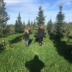 Long’s Snohomish County Christmas tree farms