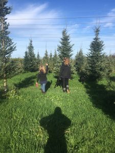 Snohomish County Christmas tree farms