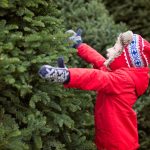 stocker farms Snohomish Christmas Tree Farm
