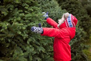 Snohomish County Christmas tree farms