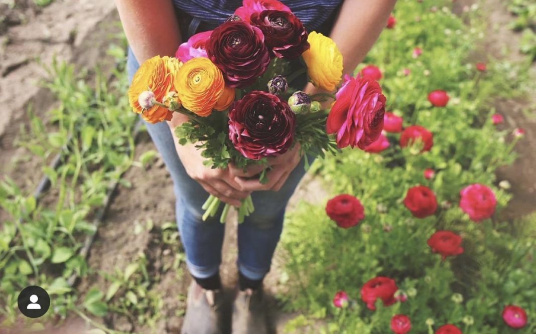 Snohomish County’s Flower Farms