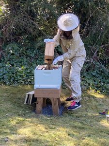 Snohomish Bee Season