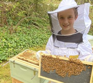 Snohomish Bee Season