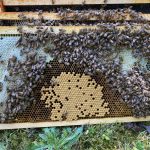 Snohomish Bee Season Honeybee Frame