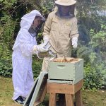 Snohomish Bee Season Smoking Bees