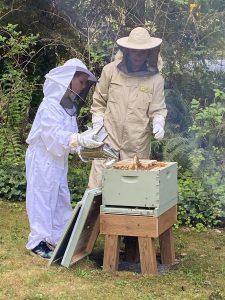 Snohomish Bee Season