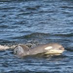 Snohomish County whale watching tours