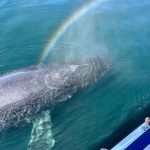 Humpback whale Snohomish County whale watching tours