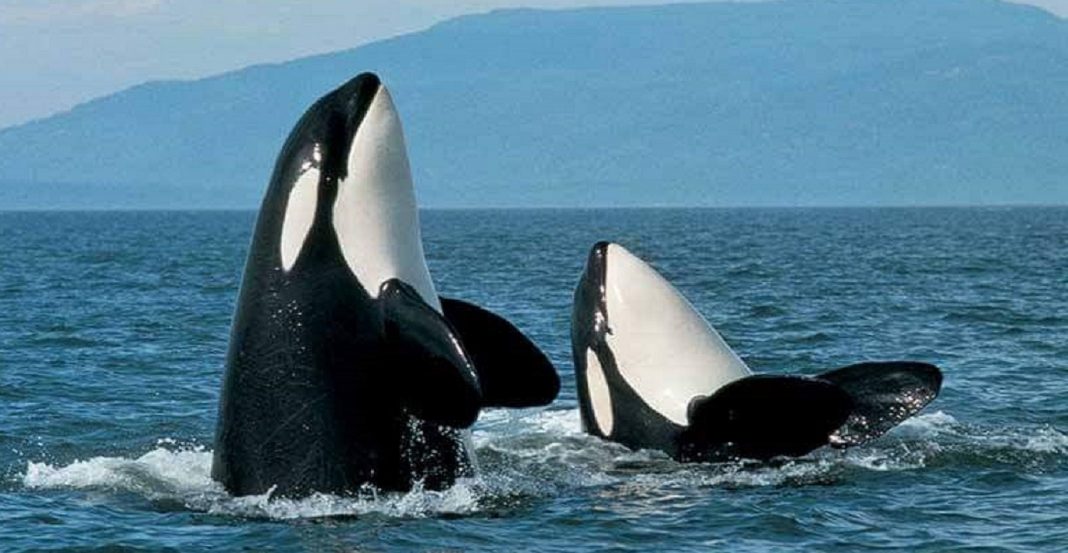 Snohomish County whale watching tours