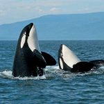 Orcas during a Seattle orca whale watching tour Snohomish County whale watching tours