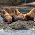 Snohomish County whale watching tours Sea lions found along a puget sound express tour