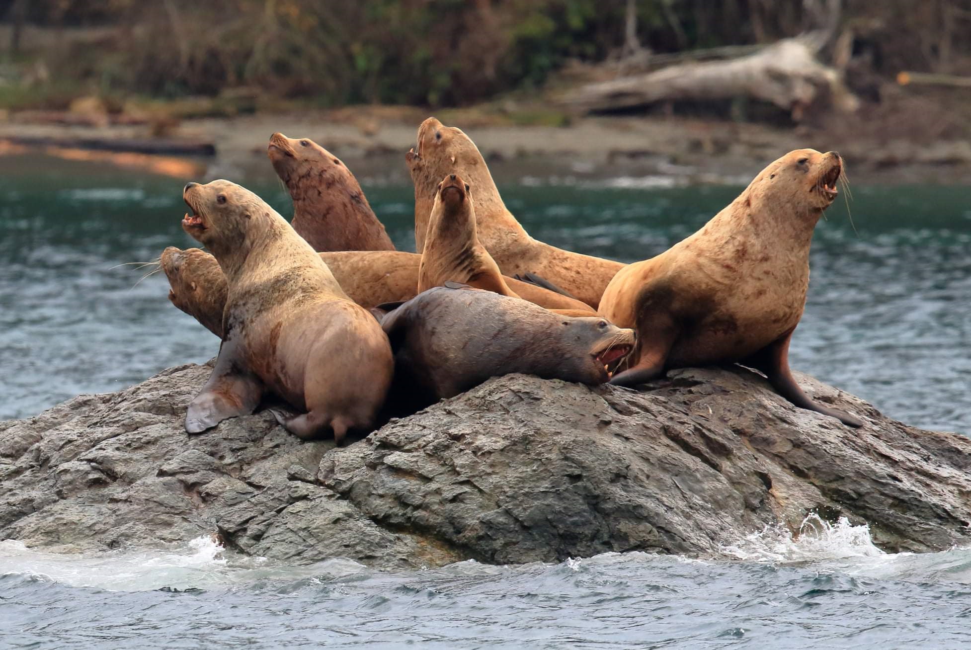 Snohomish County whale watching tours Sea lions found along a puget