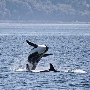 Snohomish County whale watching tours