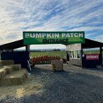 Pumpkin Patches Snohomish County Thomas Family Farm