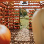 Stocker Farms Snohomish County Pumpkin Patch