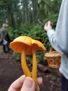 Mushroom Picking Olympia