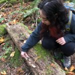 Mushroom Picking Olympia Foraging