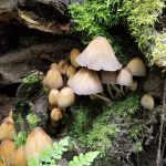 Mushroom Picking Olympia Mica-Caps