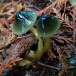 Mushroom Picking Olympia Parrot-Mushroom-