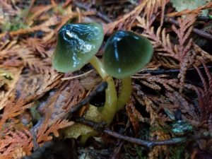 Mushroom Picking Olympia