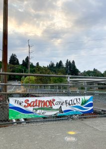 salmon run in Olympia and Tumwater