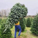 Stocker Farms Christmas Trees Snohomish
