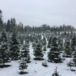 christmas tree farm olympia clyde n dales holiday