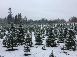 Christmas tree farms Olympia Thurston County