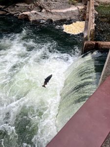 salmon run in Olympia and Tumwater