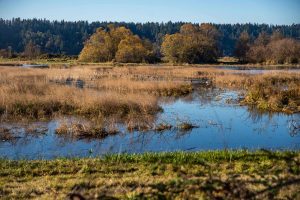 Billy Frank Jr. Nisqually National Wildlife Refuge