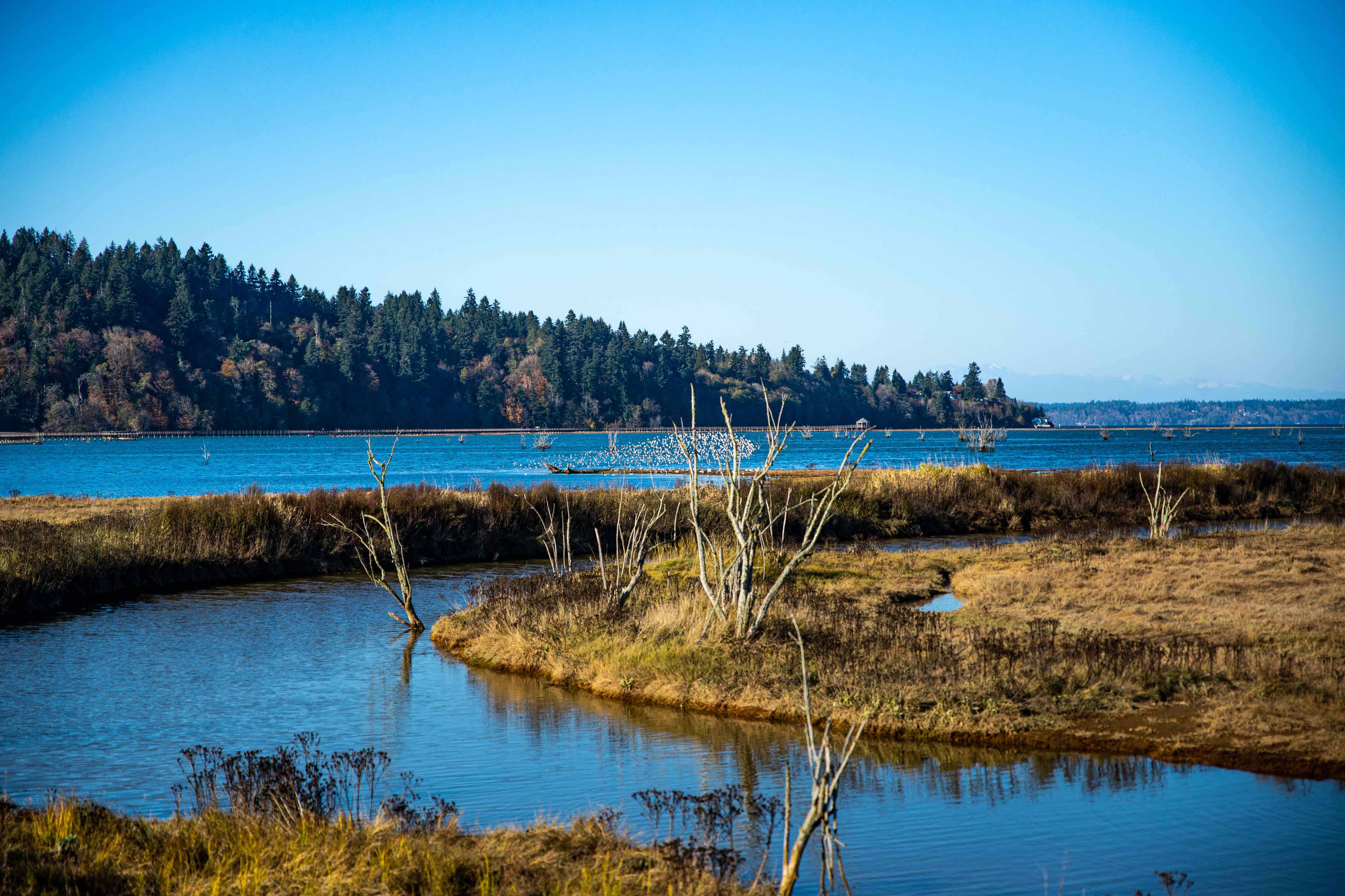 Billy Frank Jr. Nisqually National Wildlife Refuge River-Estuary ...