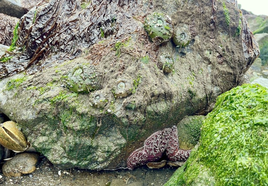 Washington Coast Tidepools