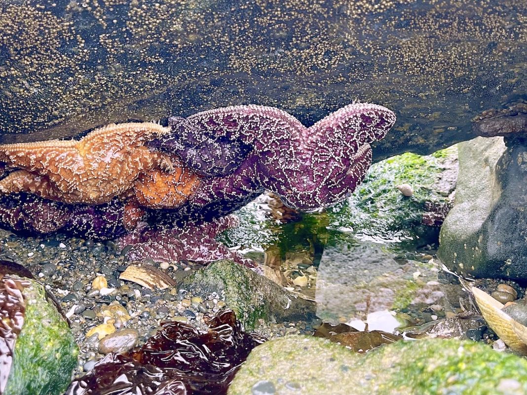 Washington Coast Tidepools