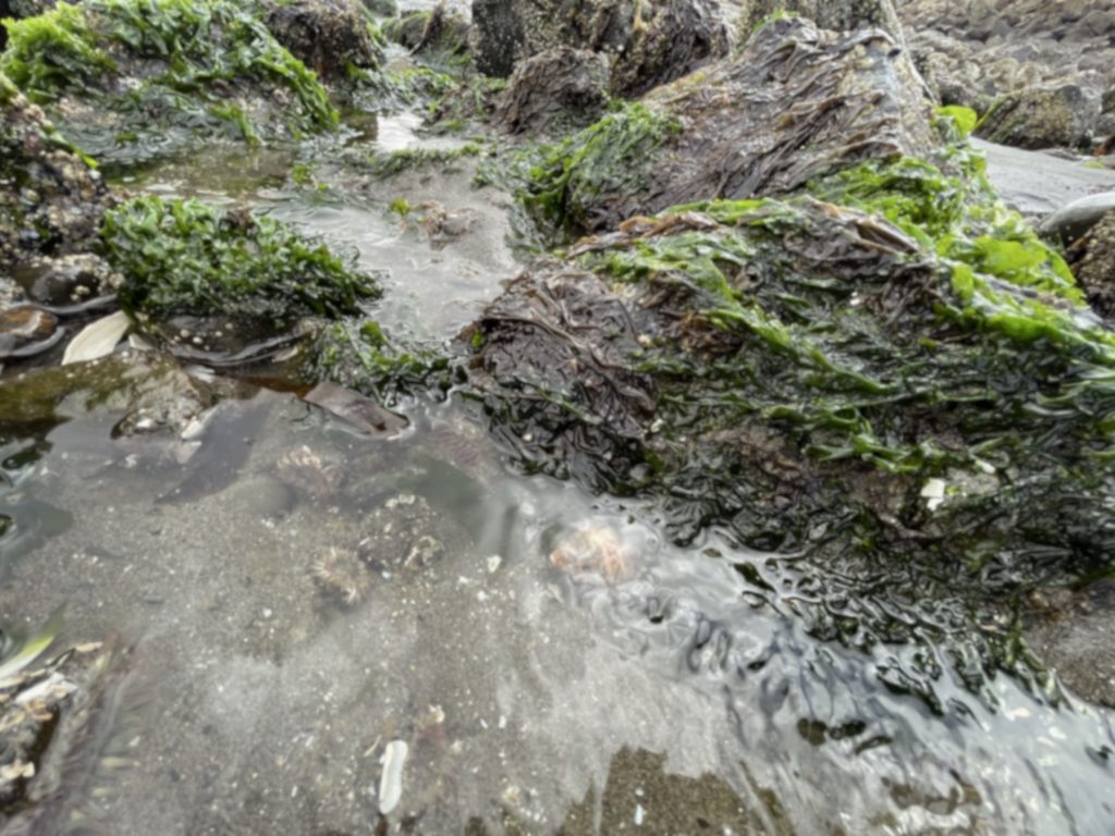 Washington Coast Tidepools