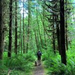 Wynoochee-Lake-Shore-Trail-walk-with-dog