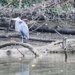 Olympia Budd Bay Kayaking Swantown and Squaxin Park – ThurstonTalk (71)