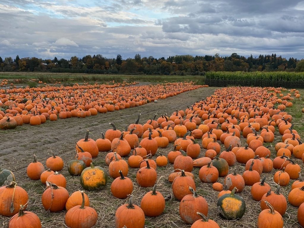 Snohomish County pumpkin patch