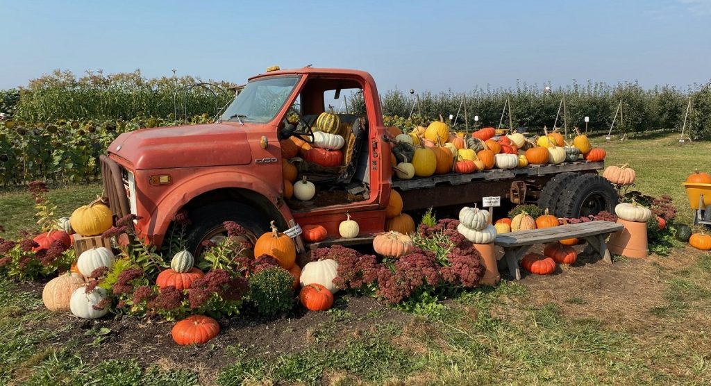 Snohomish County pumpkin patch