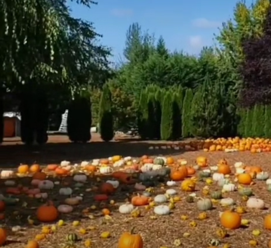 Snohomish County pumpkin patch