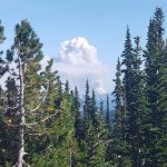 wildfire smoke trees