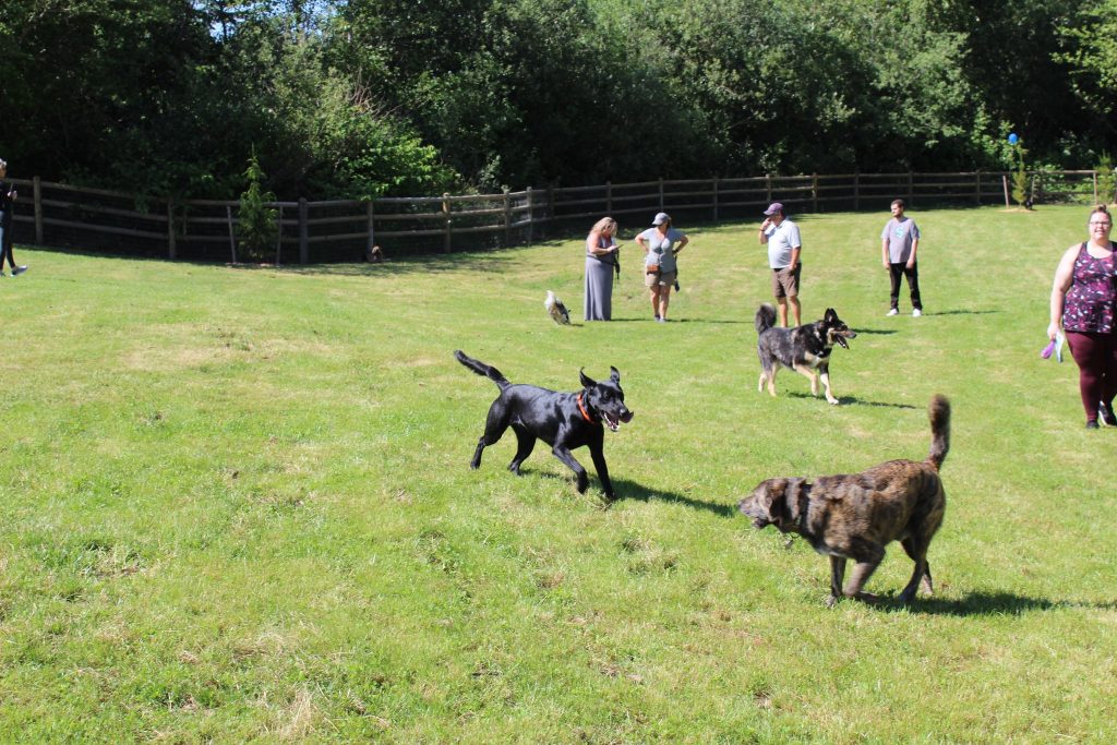 dog parks Snohomish County