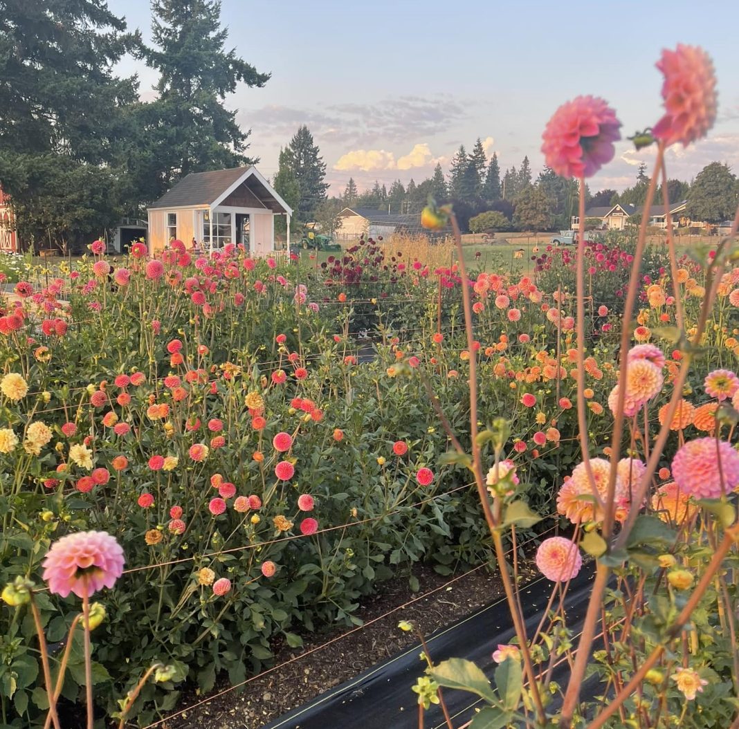 Snohomish County Flower Farms